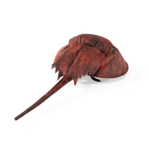 Horseshoe Crab Folkmanis Puppet
