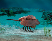Load image into Gallery viewer, Horseshoe Crab Folkmanis Puppet