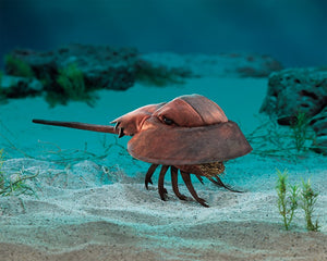 Horseshoe Crab Folkmanis Puppet