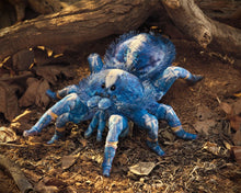 Load image into Gallery viewer, Tarantula, Blue Folkmanis Puppet
