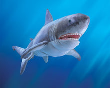Load image into Gallery viewer, Shark, Great White Folkmanis Puppet