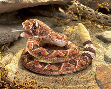Load image into Gallery viewer, Rattlesnake Folkmanis Puppet